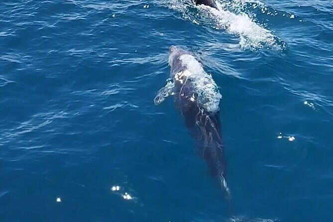 2 h Estepona Bay Tour - Wildlife Beyond Dolphins: When the Sea Shows Off