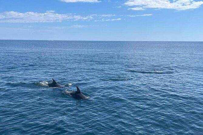 2-Hour Excursion in Search of Dolphins/ Includes Drink and Snacks - Value check: is $42.34 for 2 hours a fair deal?
