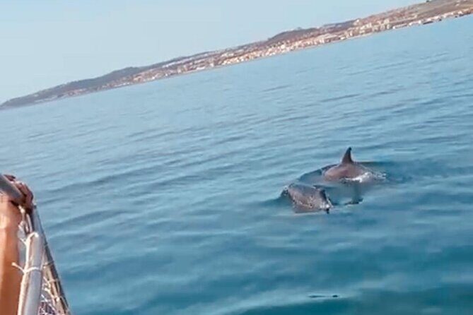 2-Hour Excursion in Search of Dolphins/ Includes Drink and Snacks - Who this cruise suits best (and who should be pickier)