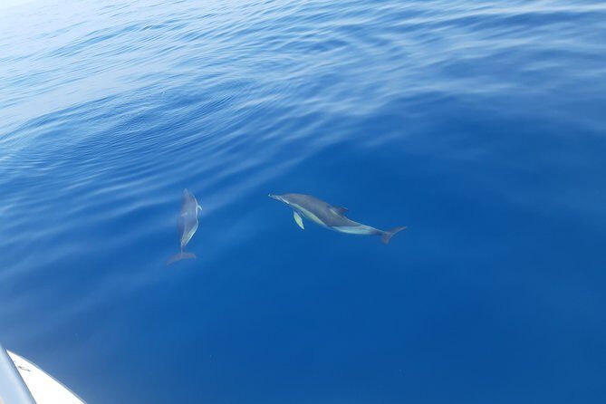 2 Hours Dolphin Watching in Marbella - Where You Board: Lovit Charter in Nueva Andalucía