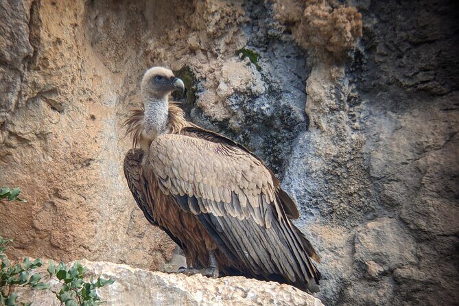 Birding Costa del Sol Day tour - The Rio Grande near Malaga: riparian forest for birds that like cover