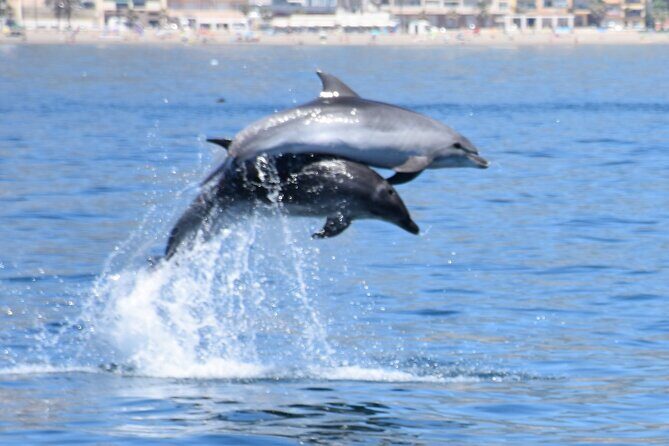 Dolphin Sightseeing Boat Tour from Benalmadena - What a Dolphin-Spotting Catamaran from Benalmádena Feels Like