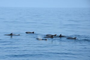 Dolphin Sightseeing Boat Tour from Benalmadena - Picking the Right Departure and Dealing With the Dolphin Reality