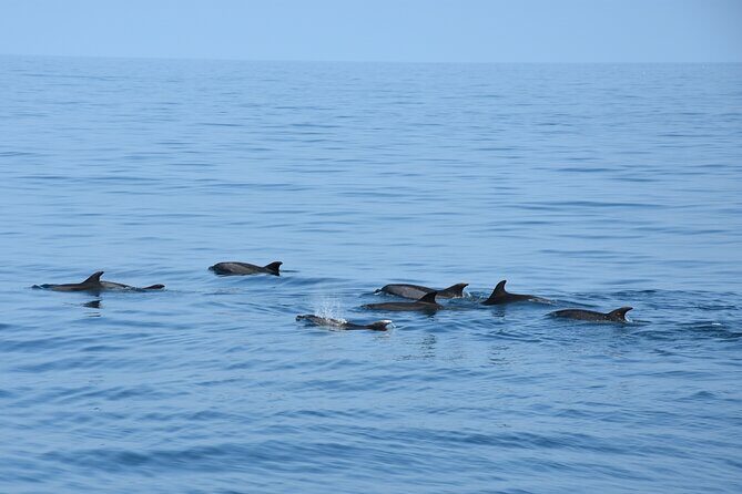 Dolphin Sightseeing Boat Tour from Benalmadena - Picking the Right Departure and Dealing With the Dolphin Reality