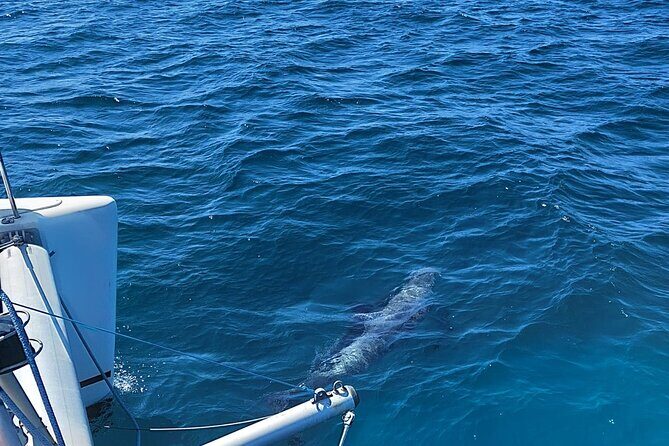 Dolphin trips on a catamaran - Price and Value: Is $42.33 a Good Deal Here?