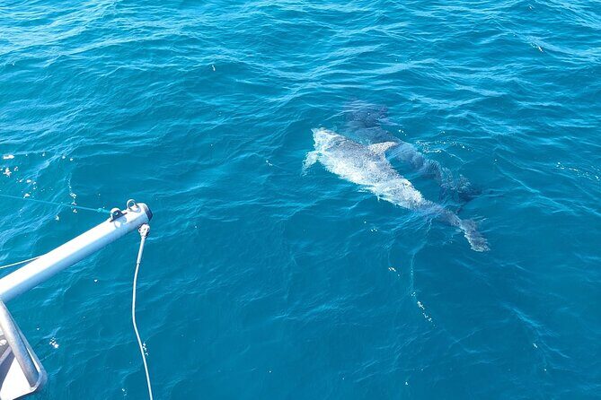 Dolphin trips on a catamaran - Weather, Cancellations, and Last-Minute Realities