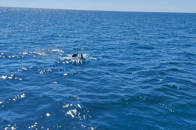 Dolphin trips on a catamaran - The Los Delfines Portion: What You’re Really Paying For
