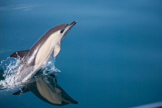 Dolphin Watching Adventure in Estepona Bay - Who should book this dolphin watch in Estepona Bay?