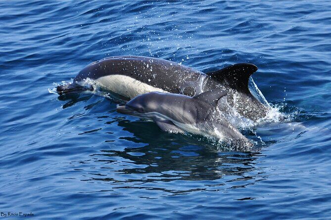 Excursion to Gibraltar with Dolphin Watching from Malaga - A Gibraltar and Dolphins Day Trip That Actually Has Two Distinct Acts