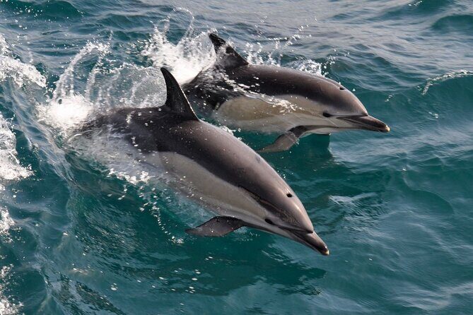 Excursion to Gibraltar with Dolphin Watching from Malaga - Stop 2: Dolphin Adventure on the Strait of Gibraltar (90 Minutes)