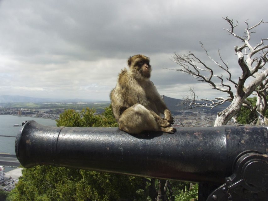 From Costa del Sol: Day Trip to Gibraltar with Guided Tour - Border crossing and the “watch the clock” effect