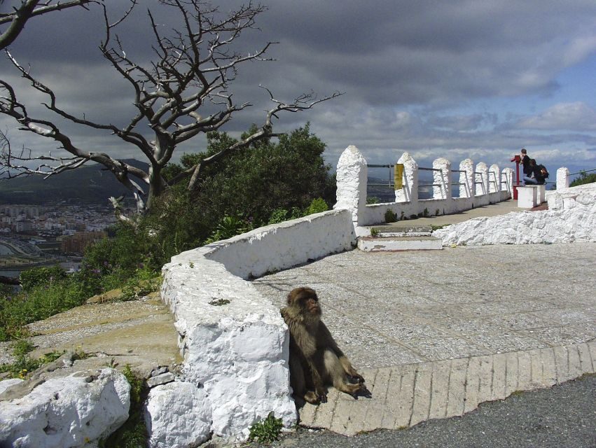 From Costa del Sol: Day Trip to Gibraltar with Guided Tour - Gibraltar Nature Reserve and St. Michael’s Cave: the guided Rock portion