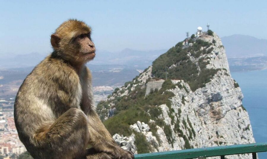 From Costa del Sol: Day Trip to Gibraltar with Guided Tour - Free time in Gibraltar: lunch, walking, cathedral, museum, cable car