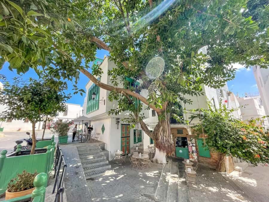 From Costa del Sol: Discover Tangier on a Guided Day Trip - Returning to Spain: the timing that shapes your day
