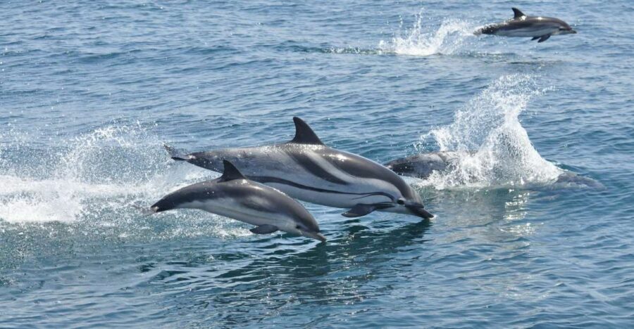 From Costa del Sol: Gibraltar Dolphin Watching by Boat - Value check: is $106 worth it for a dolphin-and-city combo?