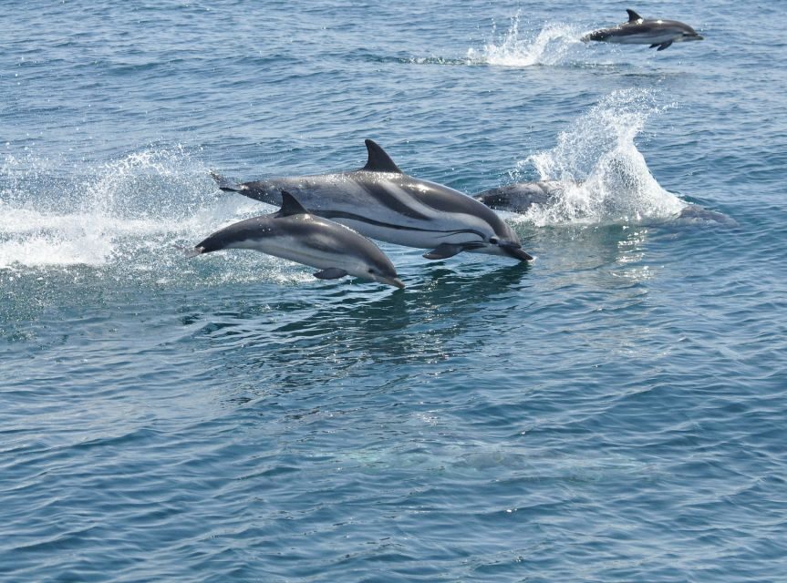 From Costa del Sol: Gibraltar Dolphin Watching by Boat - Should you book this Gibraltar dolphin tour?