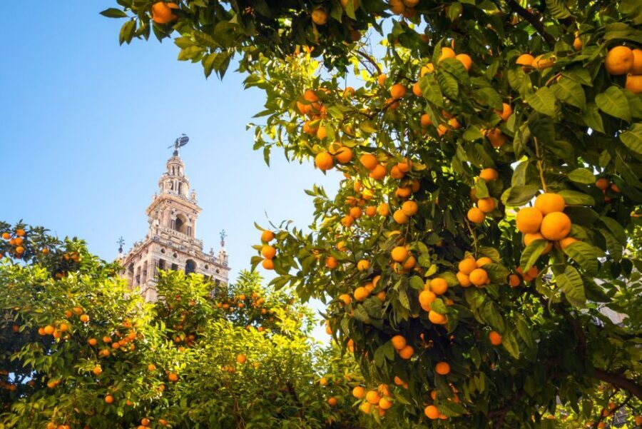 From Costa del Sol: Seville Day Trip - The Brief Breakfast Stop: Quick Fuel Before the Walking