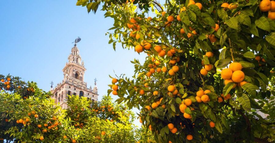 From Costa del Sol: Seville Day Trip - Barrio de Santa Cruz: Old Streets, Andalusian Atmosphere
