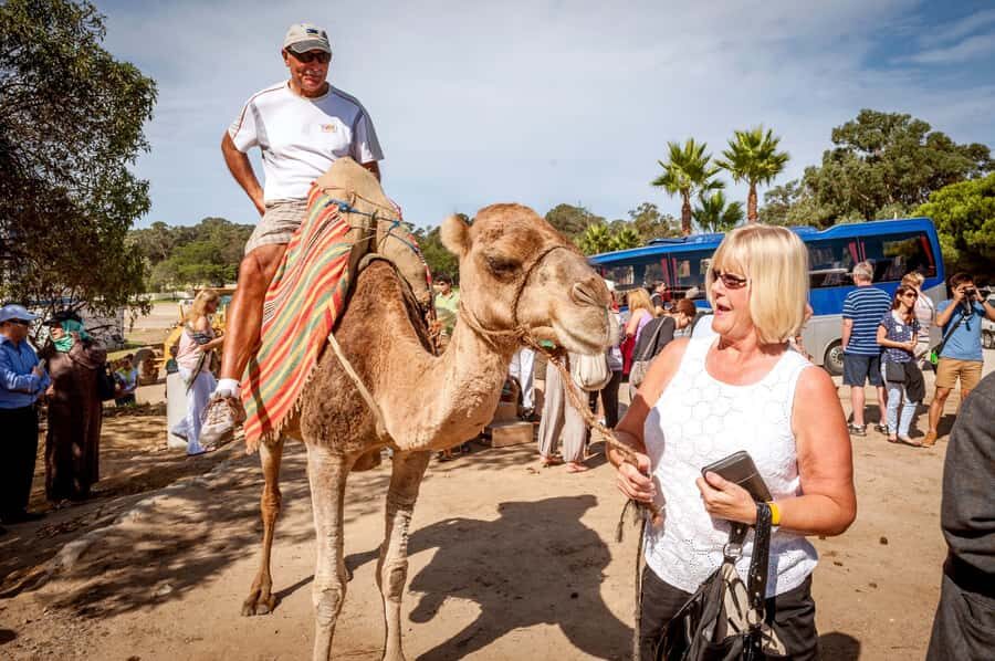 From Costa del Sol: Tangier Full-Day Tour by Ferry - Ferry Time Reality Check: Views, but Also Motion