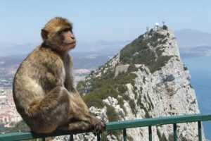 From Costa del Sol: The Gibraltar classic Rock tour - Key things that make this tour worth a look