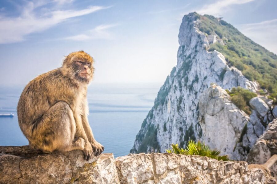 From Malaga and Costa del Sol: Gibraltar Shopping Tour - Who this tour suits best (and who should consider alternatives)