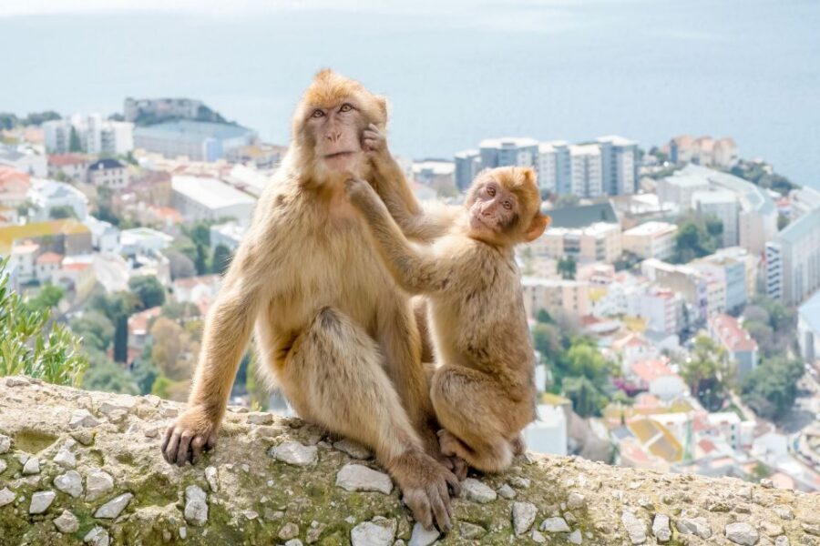 From Malaga and Costa del Sol: Gibraltar Sightseeing Tour - Languages, Guides, and What That Means for Your Understanding