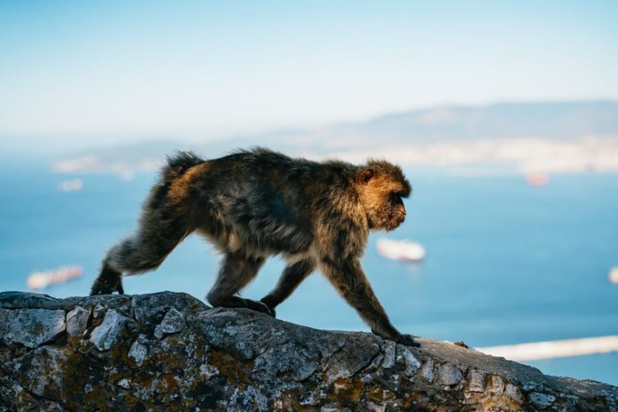 From Malaga and Costa del Sol: Gibraltar Tour - Timing and the return to Malaga: plan your afternoon