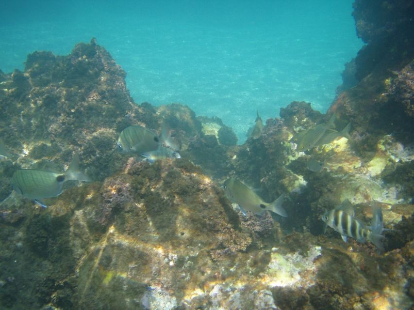 From Malaga: Cliffs of Maro Hike w/ Beach Visit & Snorkeling - Pace, timing, and what to expect at each part of the day