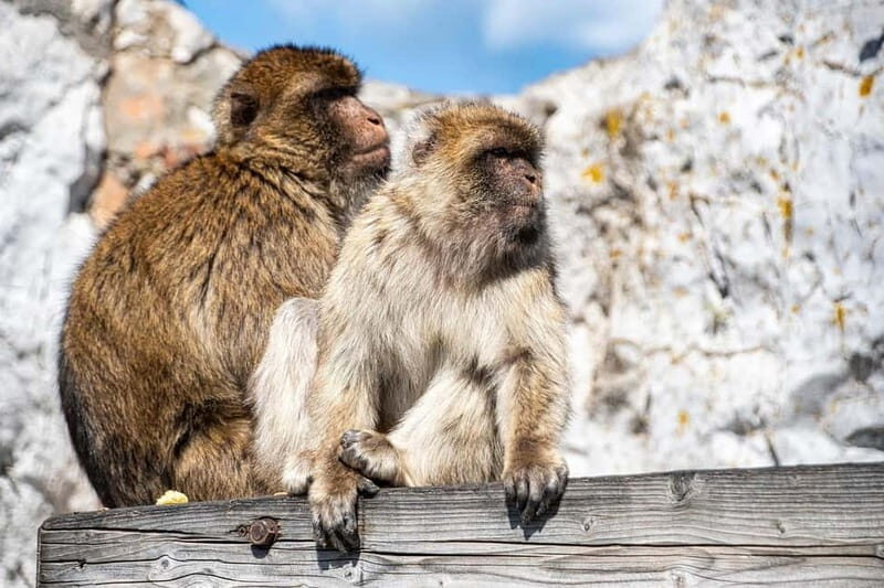 From Málaga: Gibraltar Day Trip - The real value: a smooth transfer with flexible time