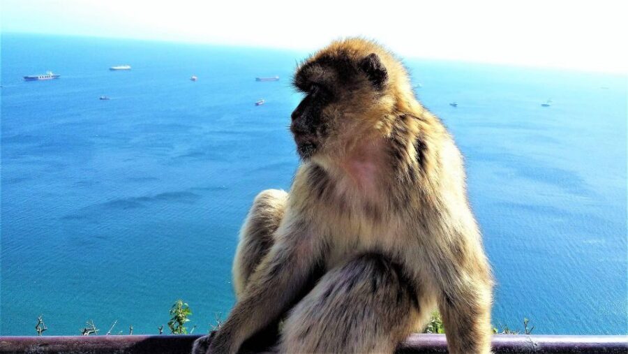 From Málaga or Marbella: Private Gibraltar Tour - Key highlights worth planning around