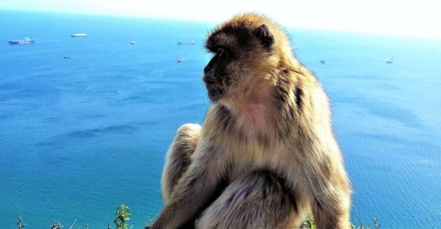 From Málaga or Marbella: Private Gibraltar Tour - Border to Back Seat: Getting to Gibraltar from Málaga or Marbella