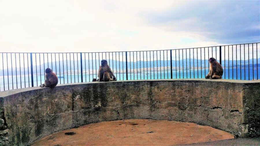 From Málaga or Marbella: Private Gibraltar Tour - Price and value at $483 per person: when this private setup pays off
