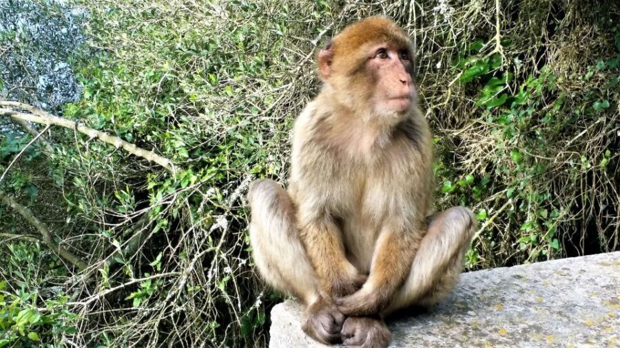 From Málaga or Marbella: Private Gibraltar Tour - What to bring (and why) for a Rock of Gibraltar day
