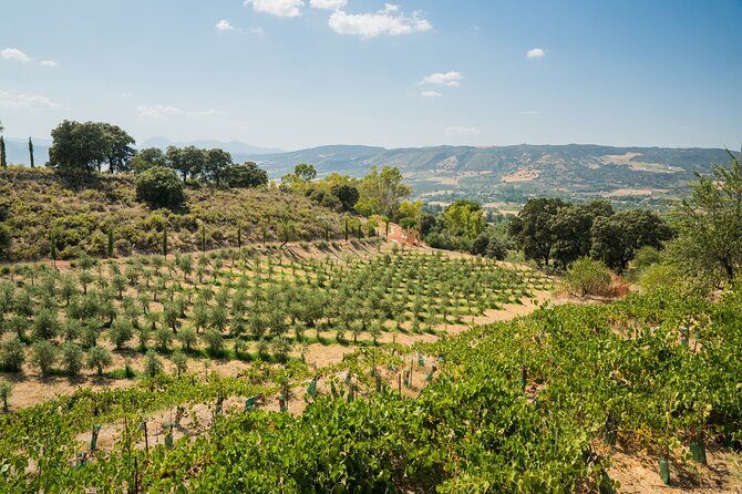 From Malaga: Ronda, Wine & Olive Oil Tasting Premium Small Group - Price and value: $318.01 for a full day with tastings included