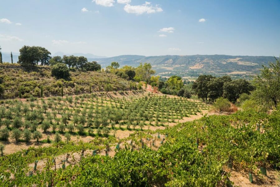 From Málaga: Ronda, Wine & Olive Oil Tasting Small Group - Two olive oils, one tasting moment: turning curiosity into comparisons