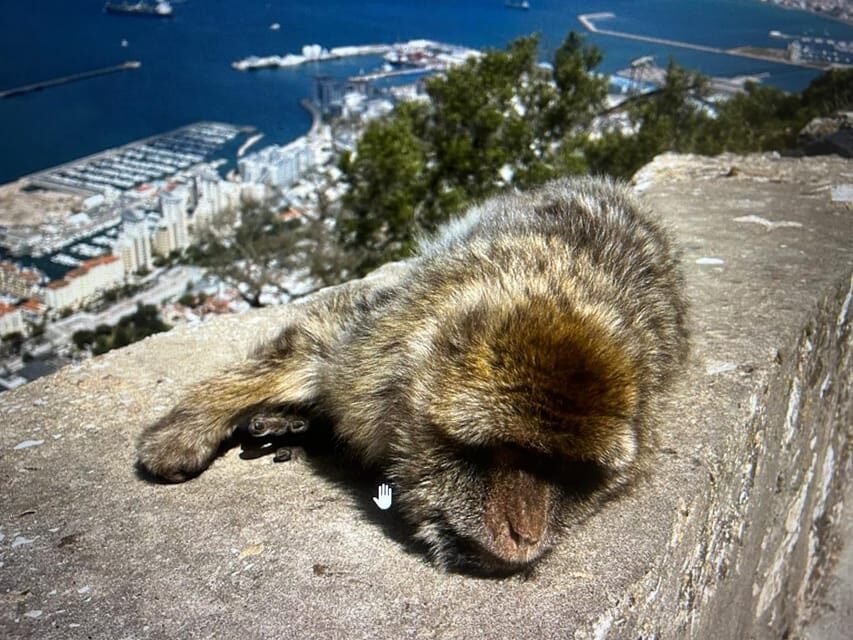 From Marbella/Estepona: VIP Gibraltar Tour Monkeys + Nature Reserve + Shopping - Gibraltar City Center: Tax-Free Shopping Time