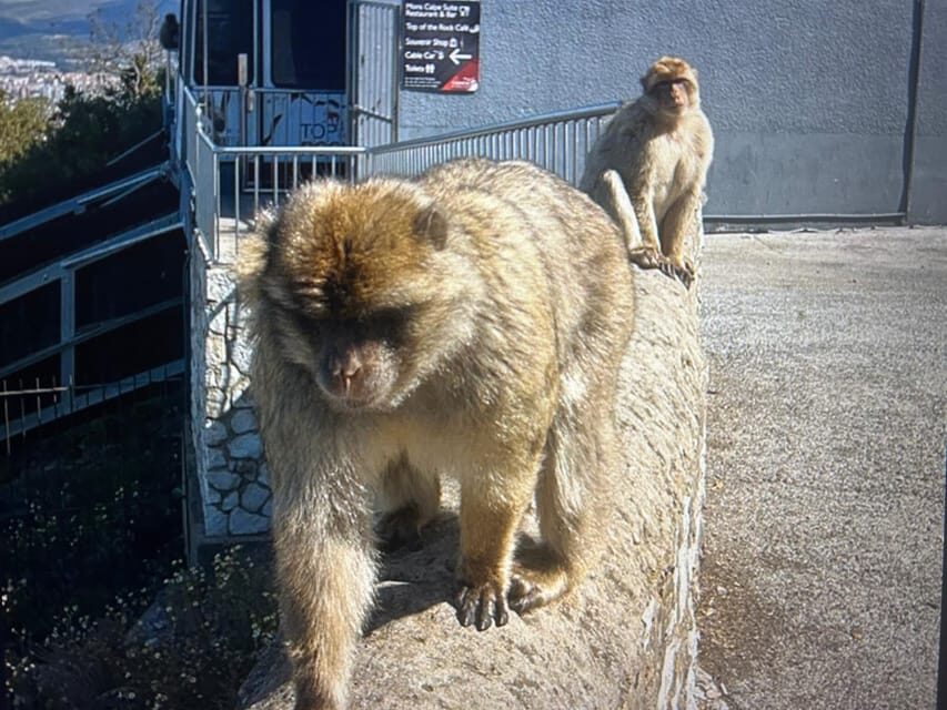 From Marbella/Estepona: VIP Gibraltar Tour Monkeys + Nature Reserve + Shopping - What the 6-Hour Schedule Actually Means for Your Day