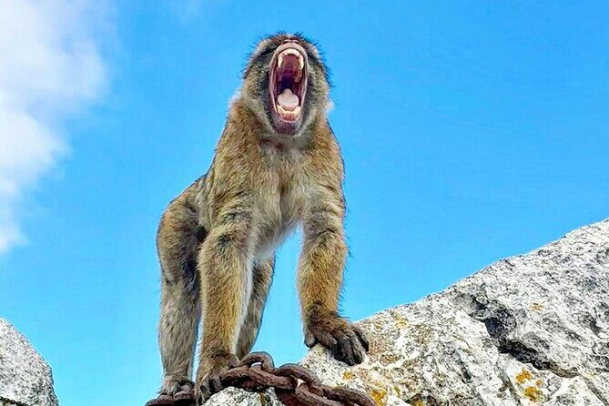 Gibraltar Private Daytrip From Malaga - The Pillars of Hercules: myth meets the actual map
