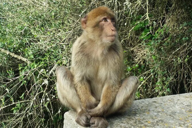 Gibraltar private tour from Marbella or Malaga - Why Gibraltar Feels Like Two Worlds in One Rock