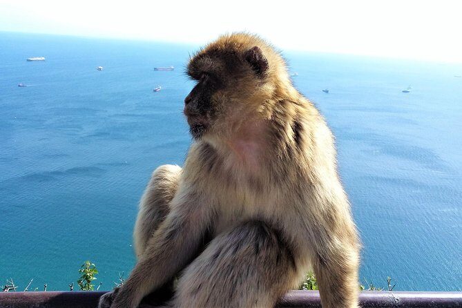 Gibraltar private tour from Marbella or Malaga - Pickup From Marbella or Malaga: Smooth Start, Real Border Time