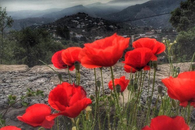 Gourmet Cooking Class & Culture in the rural Montes de Malaga. - Should you book La Rosilla’s Gourmet Cooking Class in the Montes de Malaga?