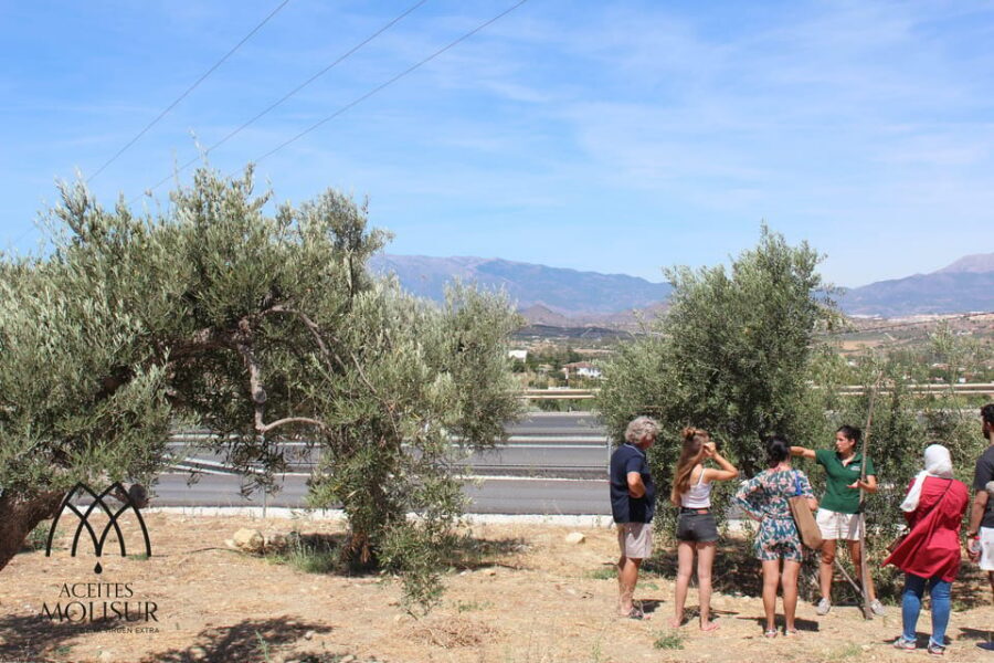 Guided tour and oil tasting at the Aceites Molisur factory - Key highlights you’ll care about