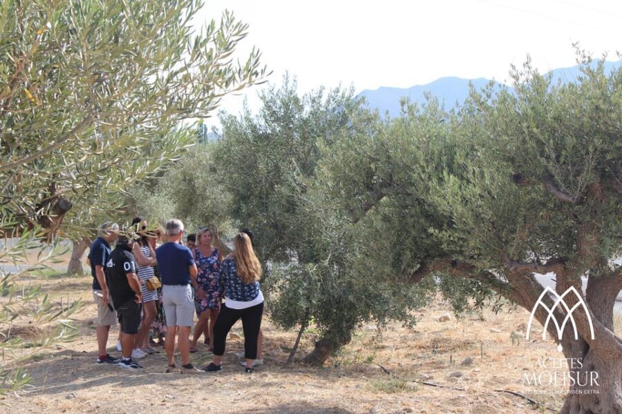 Guided tour and oil tasting at the Aceites Molisur factory - Price and value: is $34 worth it?
