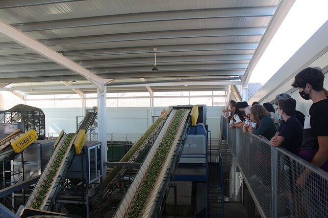 Guided tour and olive oil tasting in Alhaurin el Grande (Málaga) - The Stainless-Steel Winery Visit: Why It’s a Unique Add-On