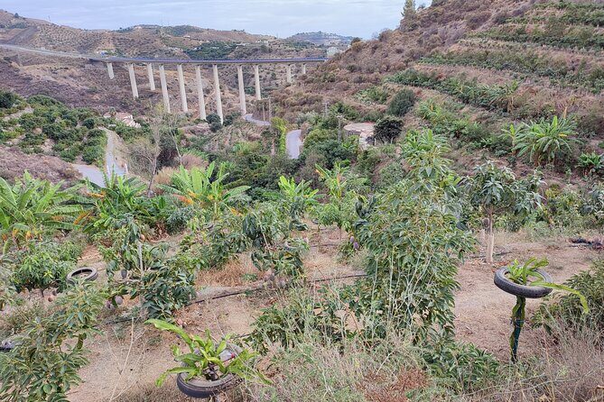 Guided Tour to the only coffee farm in Europe - Coffee Farm in Europe? Start With the Real Point