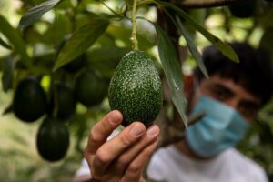 Guided Tour to the only coffee farm in Europe - Reaching the Coffee: Why This Farm Matters