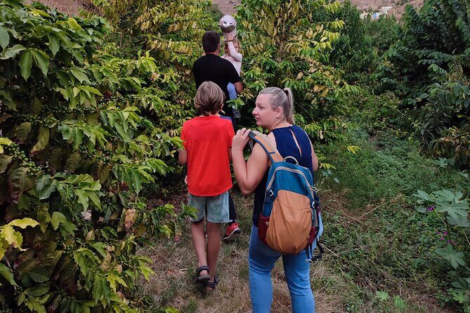 Guided Tour to the only coffee farm in Europe - How Long It Takes and How the Timing Works