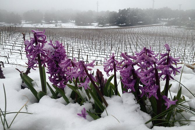 Guided tour with tasting - Vineyard walk and the view you’ll remember