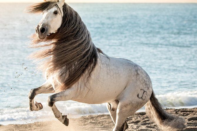 Horse and Flamenco Show in Malaga - Price and value in real terms