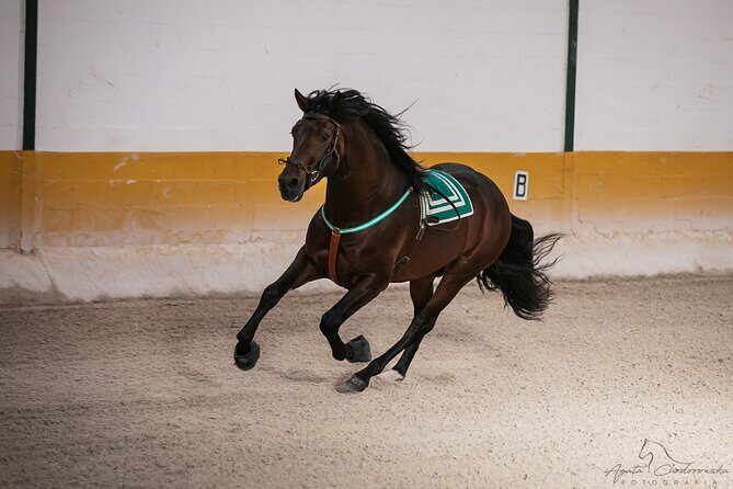 Horse and Flamenco Show in Malaga with Dinner - Key points worth knowing before you go
